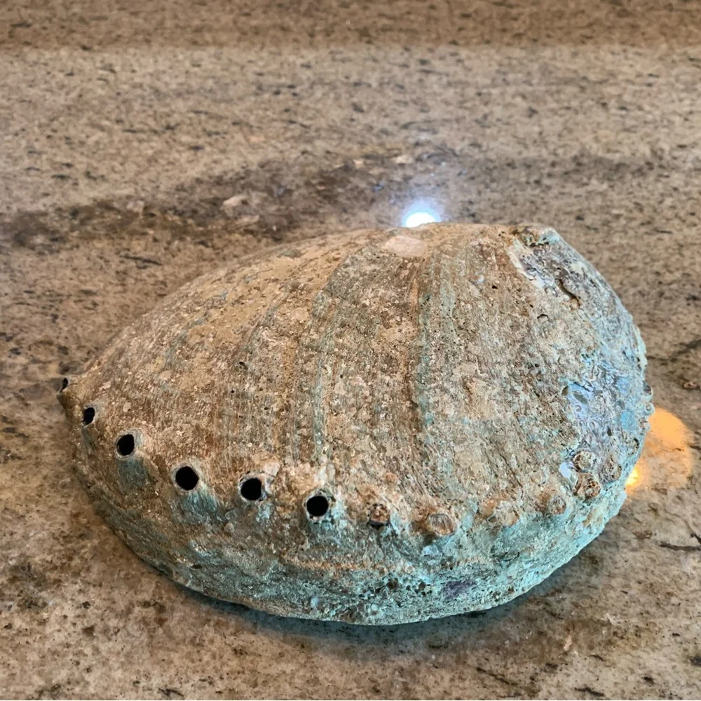 Natural Abalone Shell Unpolished Sea Shell 6.75x5.25in - Coastal Aquarium Decor